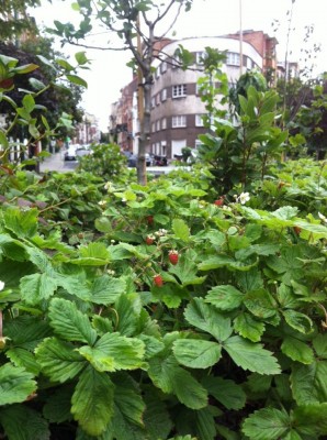 Des fruits pour tous !